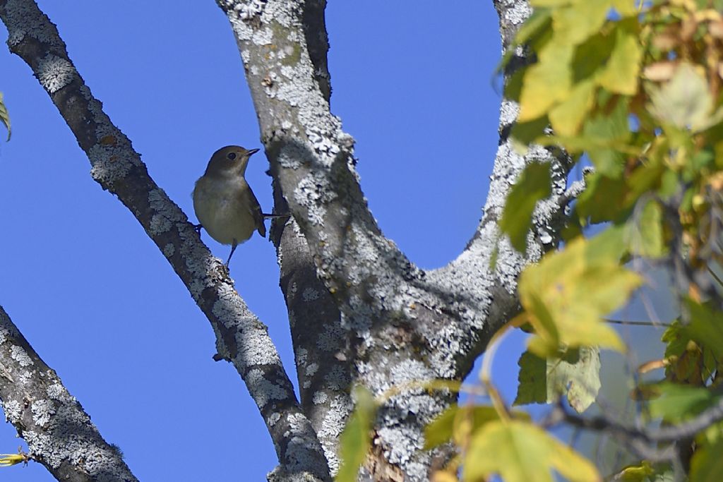 Balia nera (Ficedula hypoleuca)