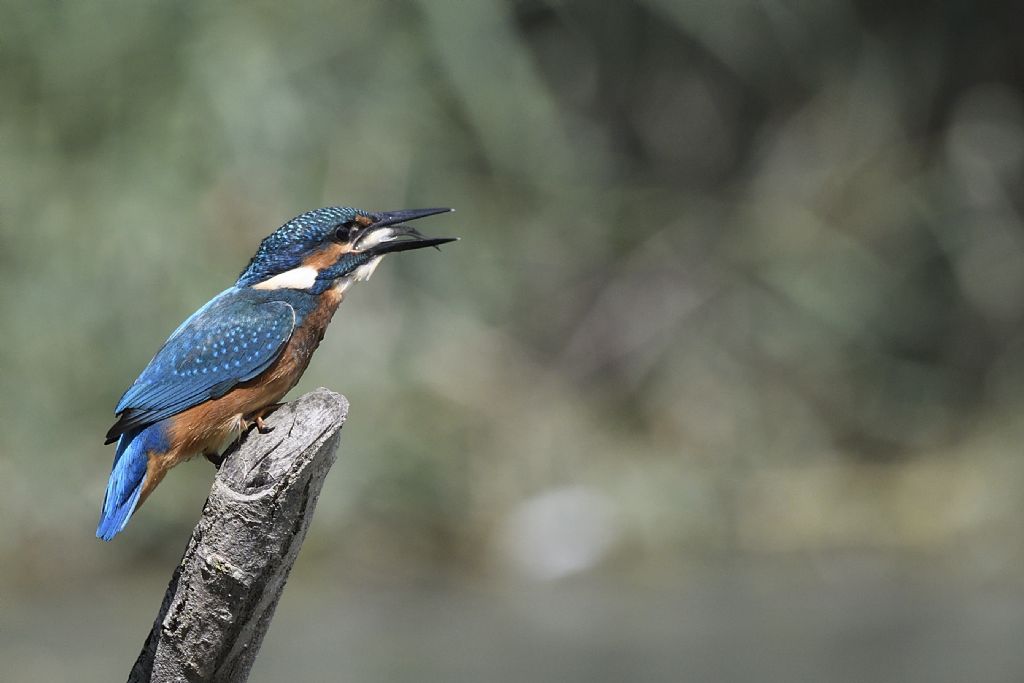 Martin pescatore , Alcedo atthis