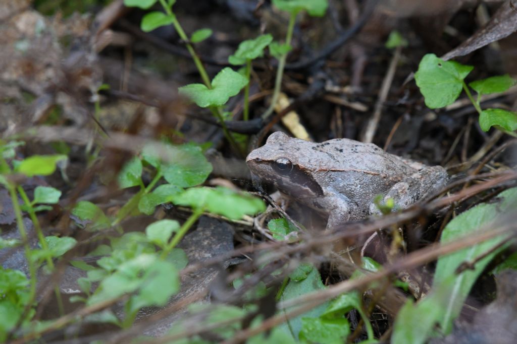 Rana rossa? S, Rana latastei (prov. CN)