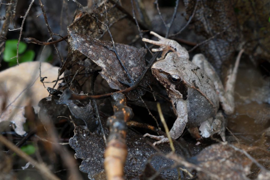 Rana rossa? S, Rana latastei (prov. CN)