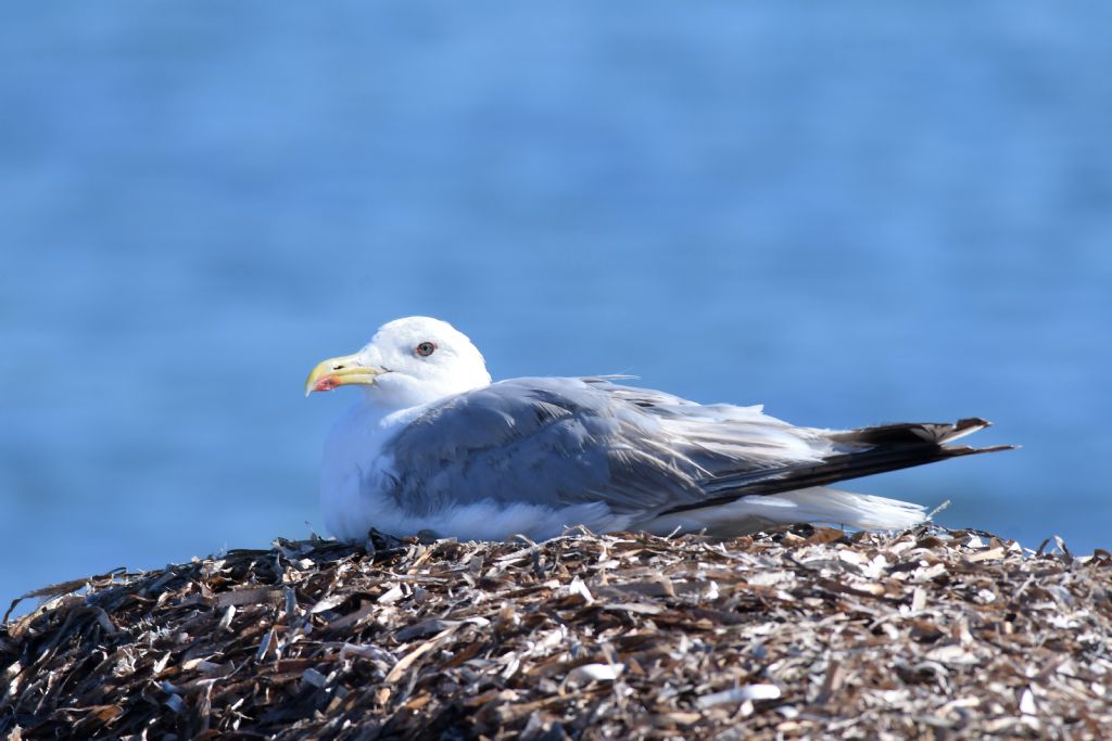 Gabbiani da identificare, grazie