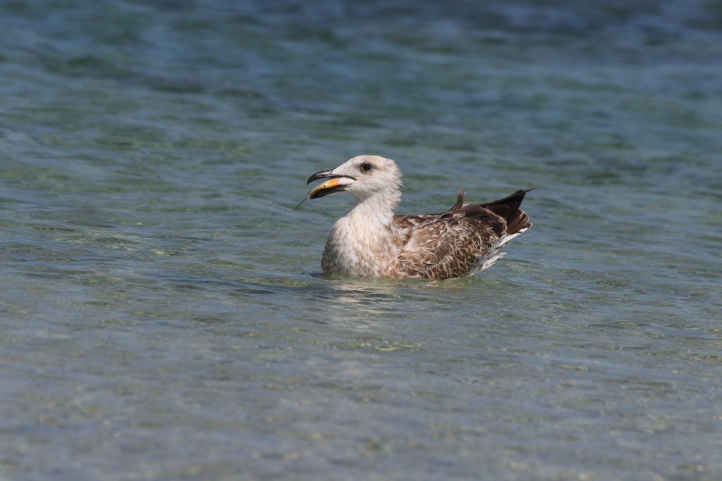 Gabbiani da identificare, grazie