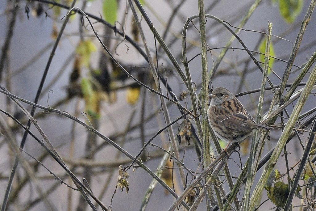 Passera scopaiola, Prunella modularis