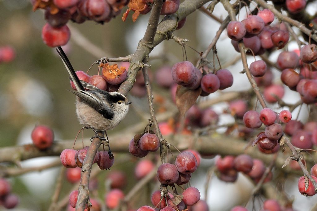 Codibugnolo tra le melette