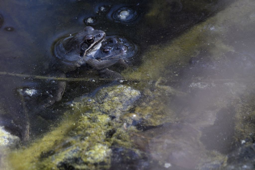 Da identificare, grazie - Rana temporaria