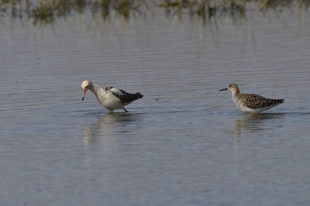 Comnattenti, Calidris pugnax