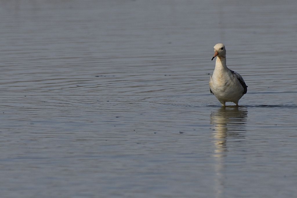 Comnattenti, Calidris pugnax