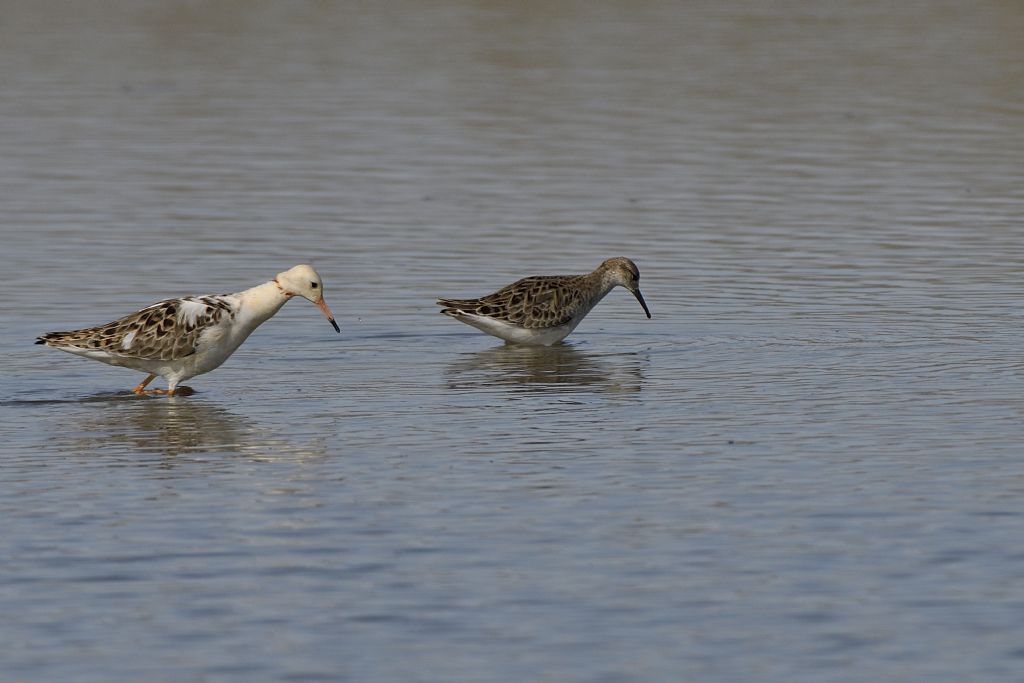 Comnattenti, Calidris pugnax