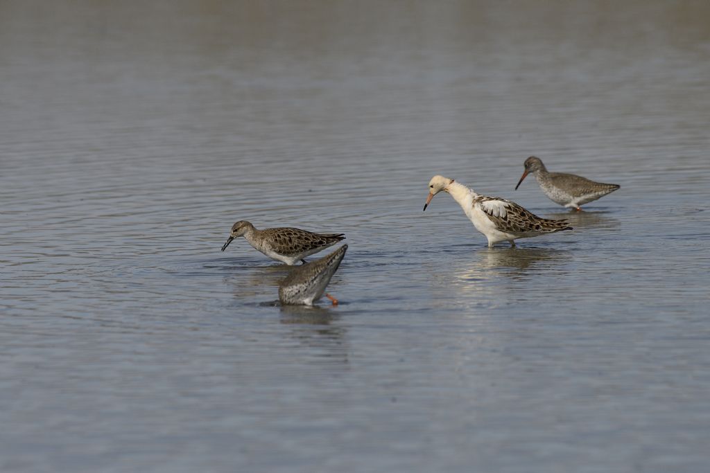 Comnattenti, Calidris pugnax