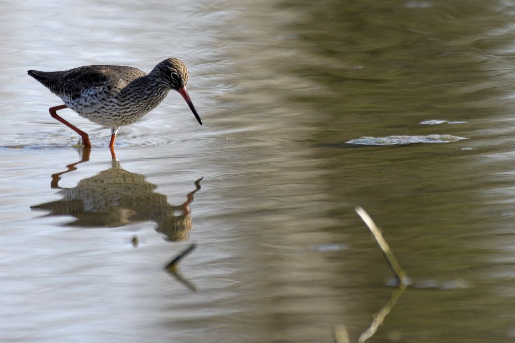 Pettegole, Tringa totanus