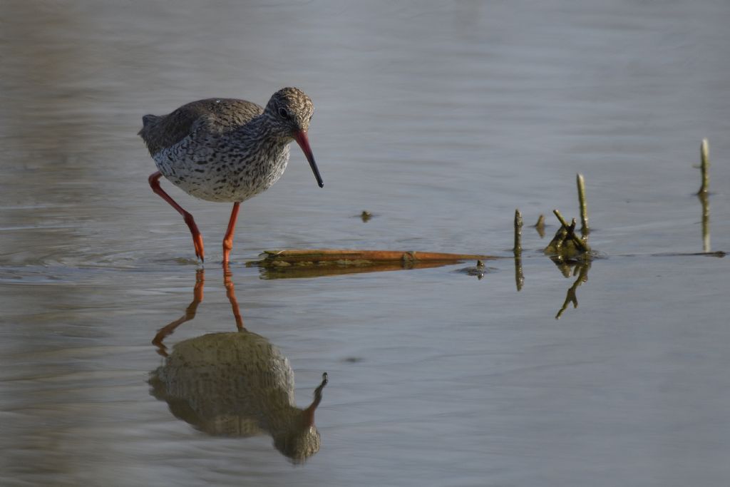 Pettegole, Tringa totanus