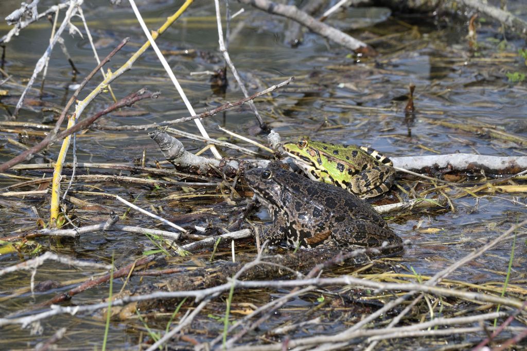 Da id, grazie - Pelophylax sp. (prov. Torino)