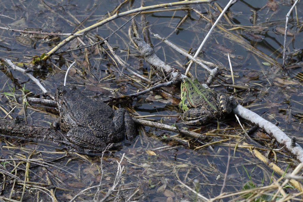 Da id, grazie - Pelophylax sp. (prov. Torino)