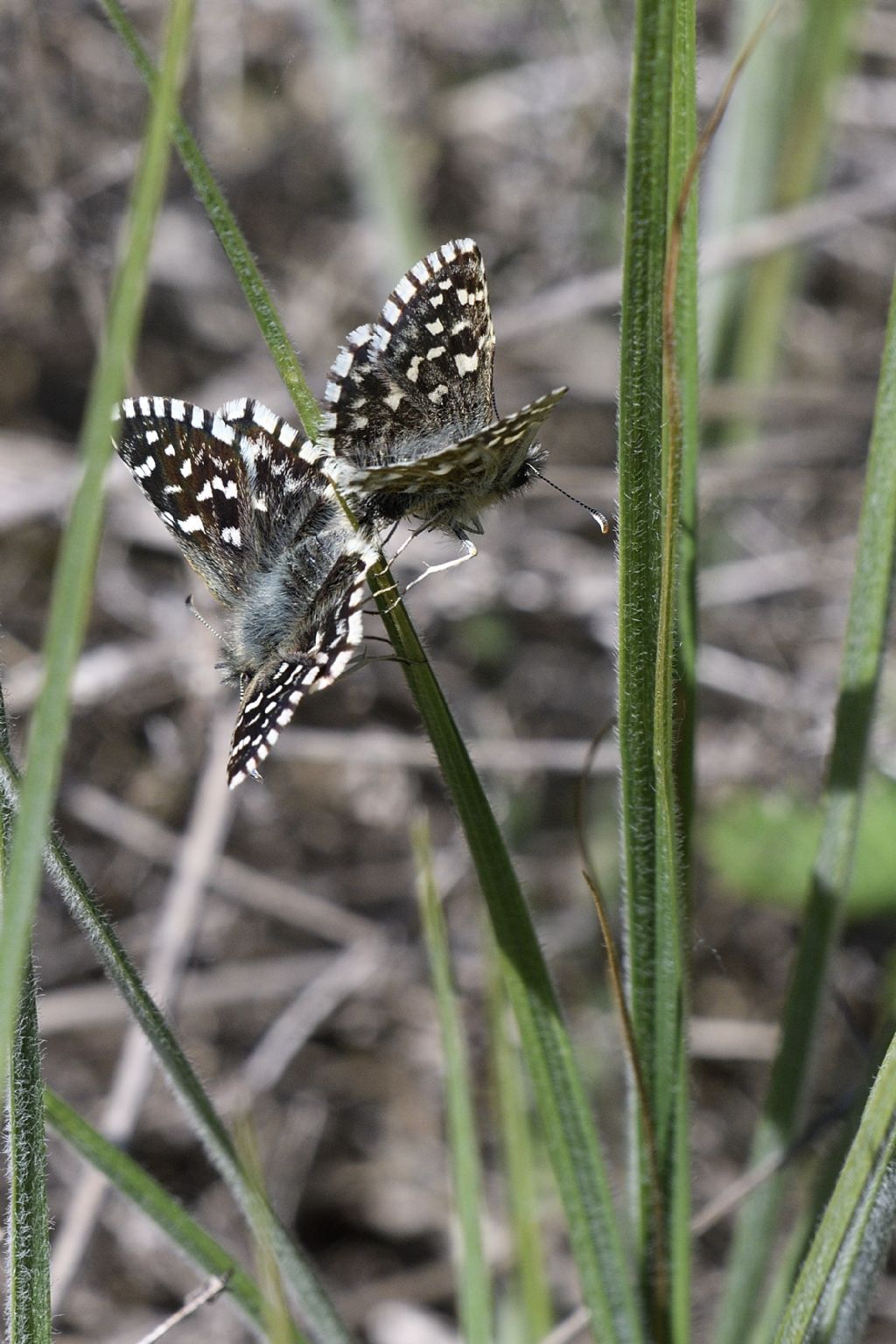 Accoppiamento farfalle da id , grazie