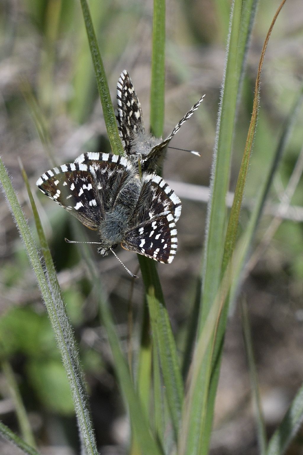 Accoppiamento farfalle da id , grazie