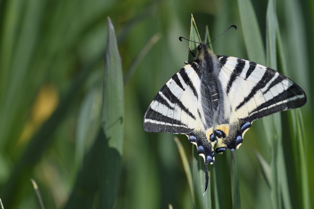 Iphiclides podalirius