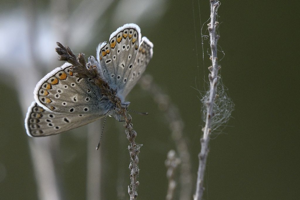 Licenide da identificare, grazie
