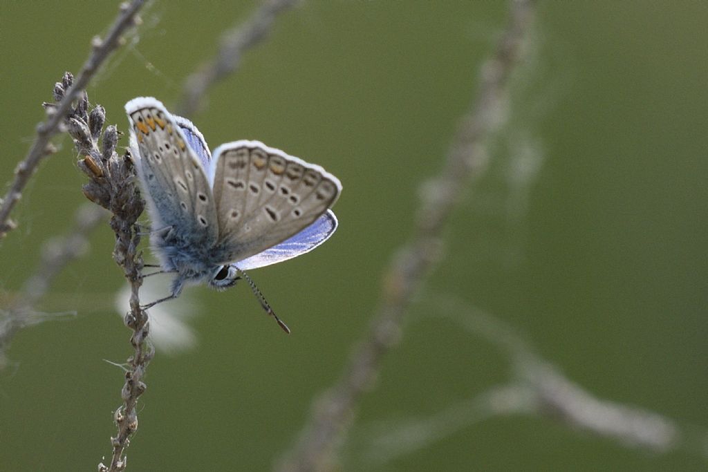 Licenide da identificare, grazie
