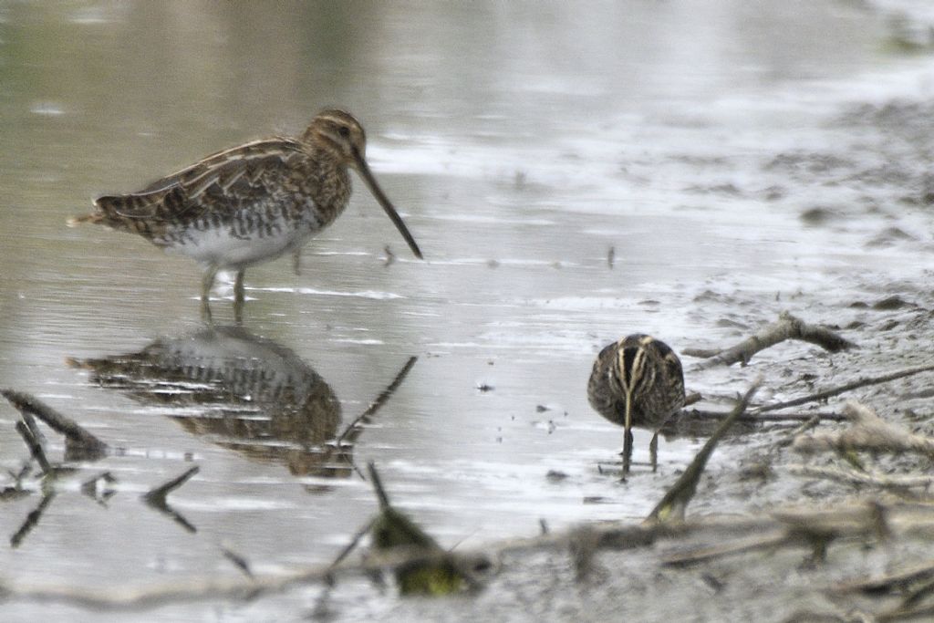 Beccaccino e frullino