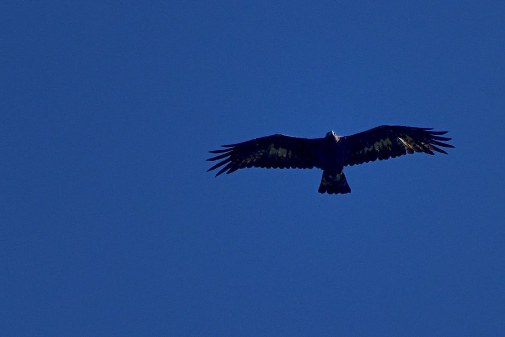 Aquila reale ?