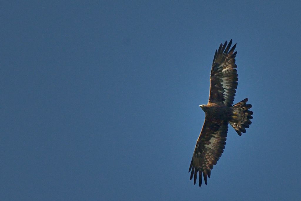 Aquila reale ?