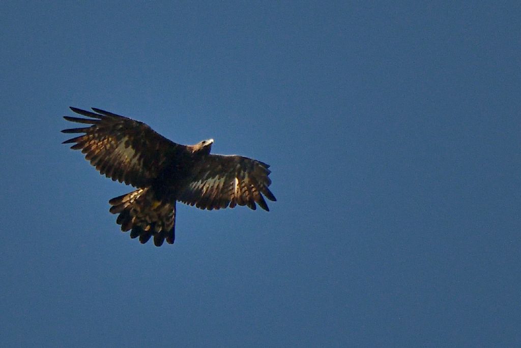 Aquila reale ?