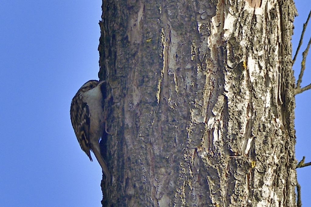 Rampichino comune