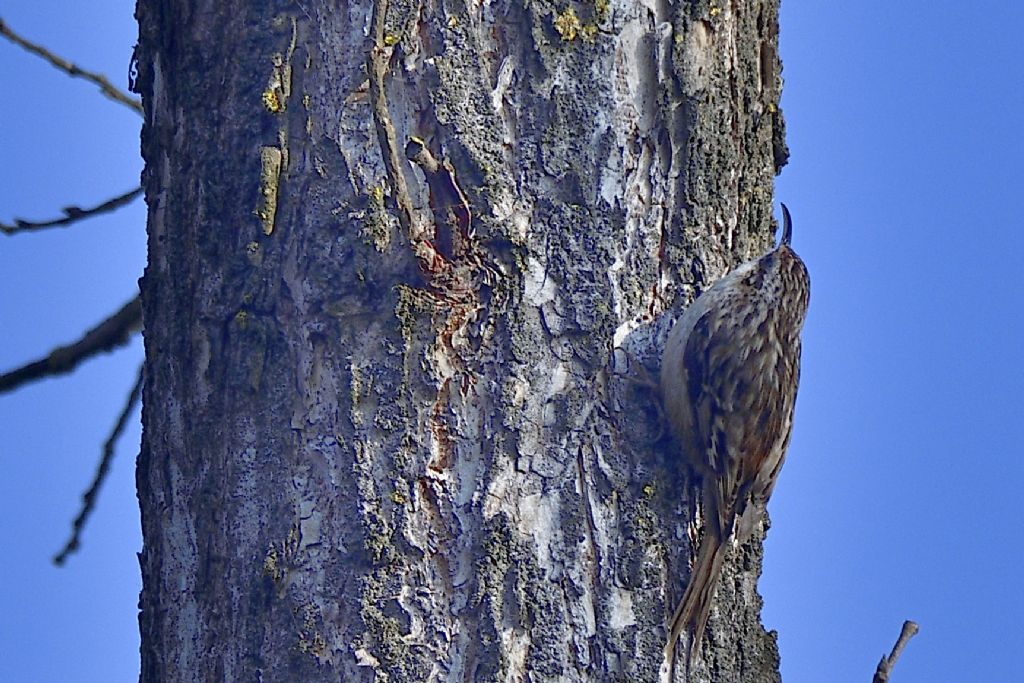 Rampichino comune