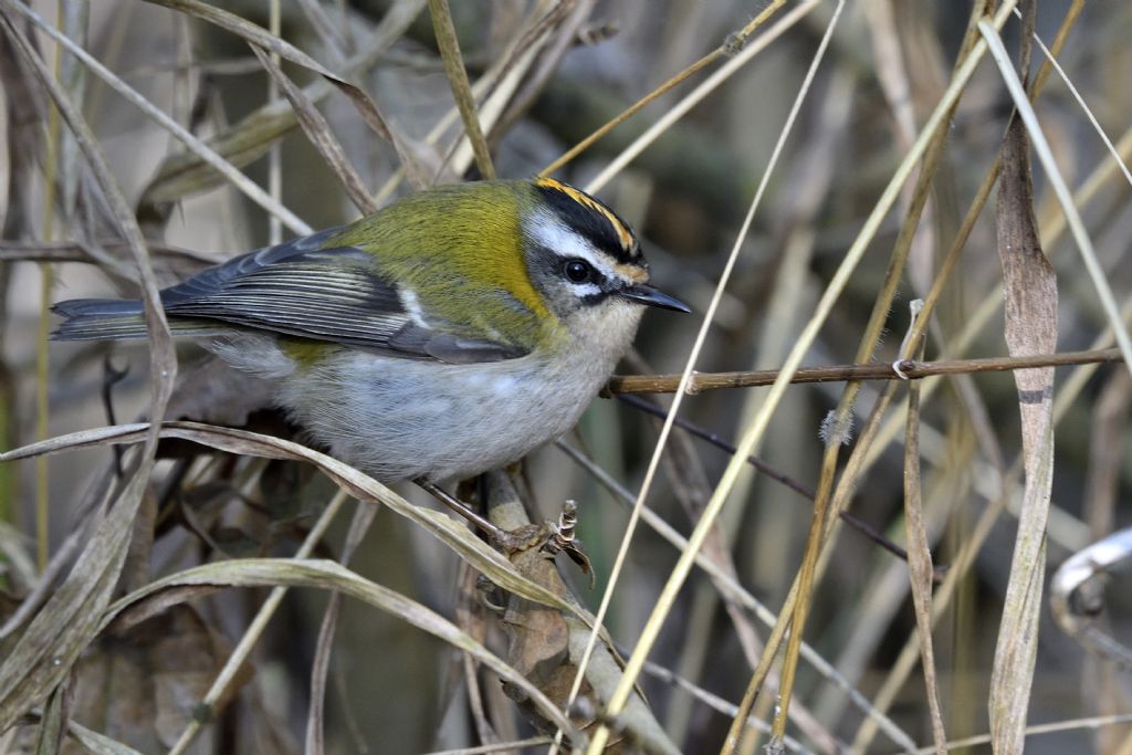 Fiorrancino, Regulus ignicapilla