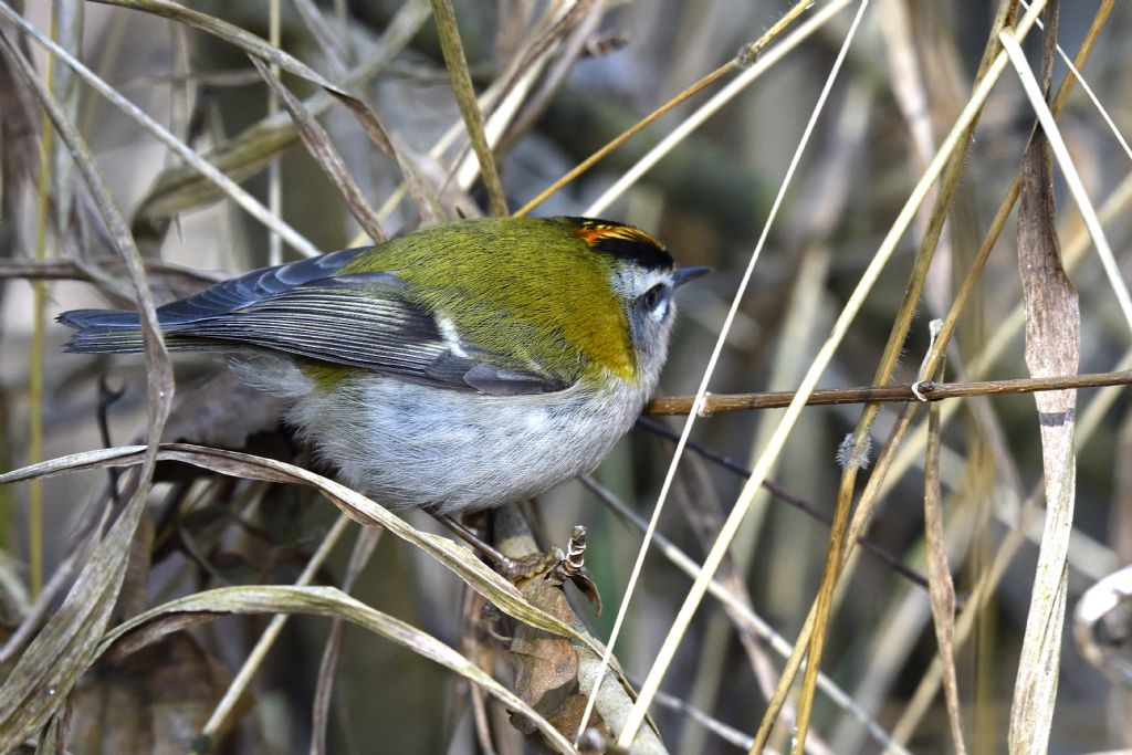 Fiorrancino, Regulus ignicapilla