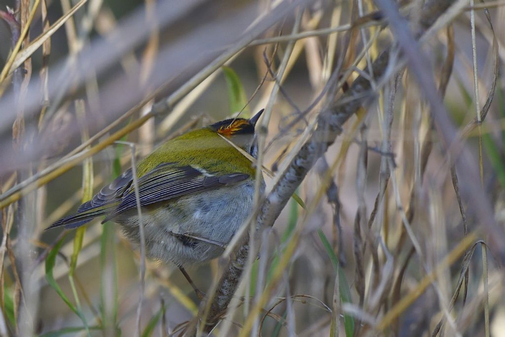 Fiorrancino, Regulus ignicapilla