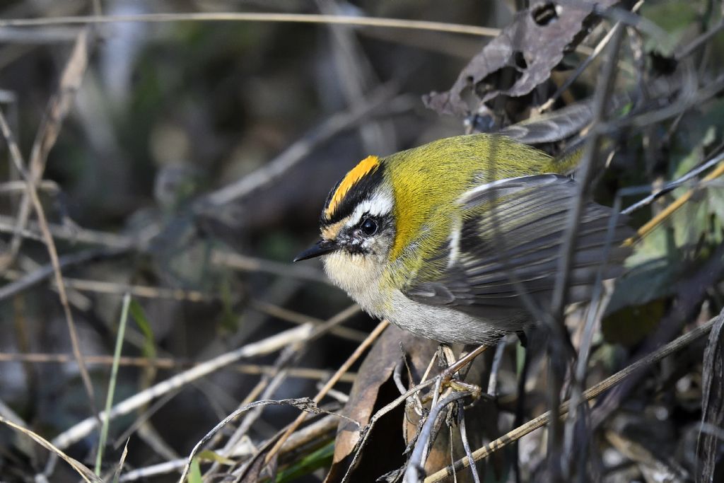 Fiorrancino, Regulus ignicapilla