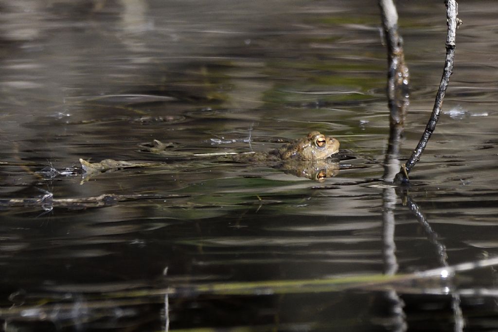 Bufo bufo in accoppiamento