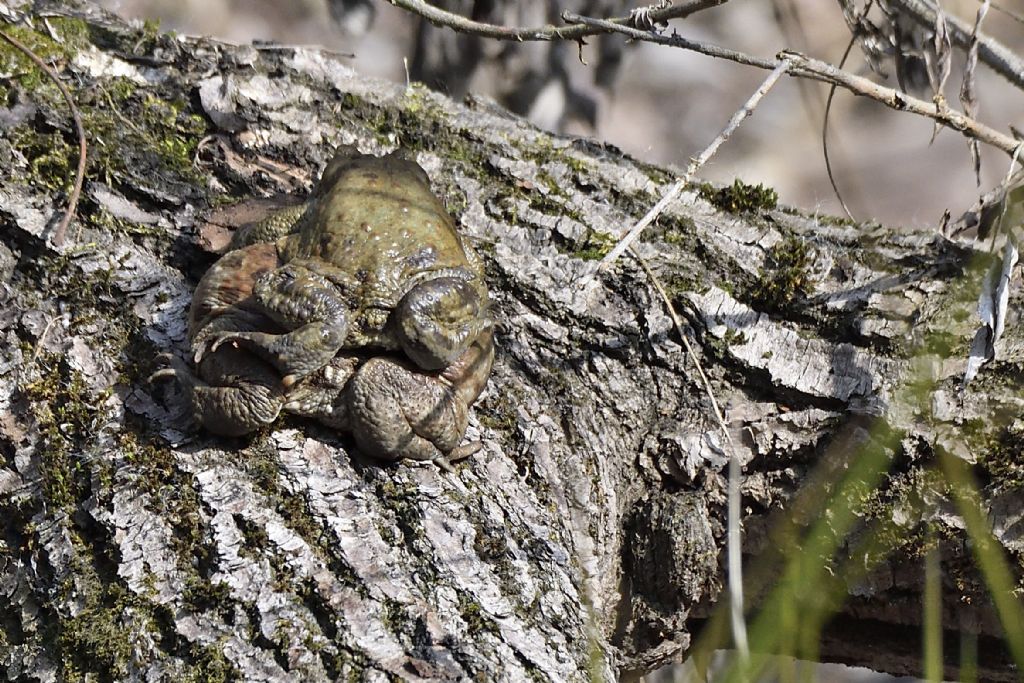 Bufo bufo in accoppiamento