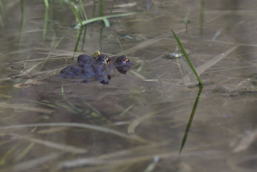 Bufo bufo in accoppiamento