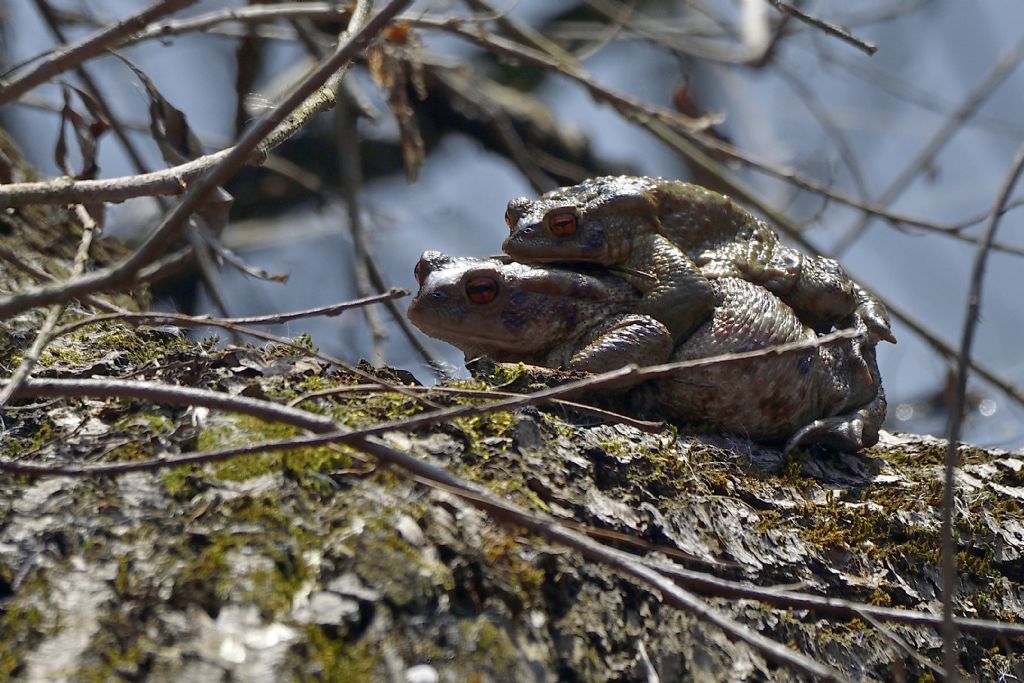 Bufo bufo in accoppiamento