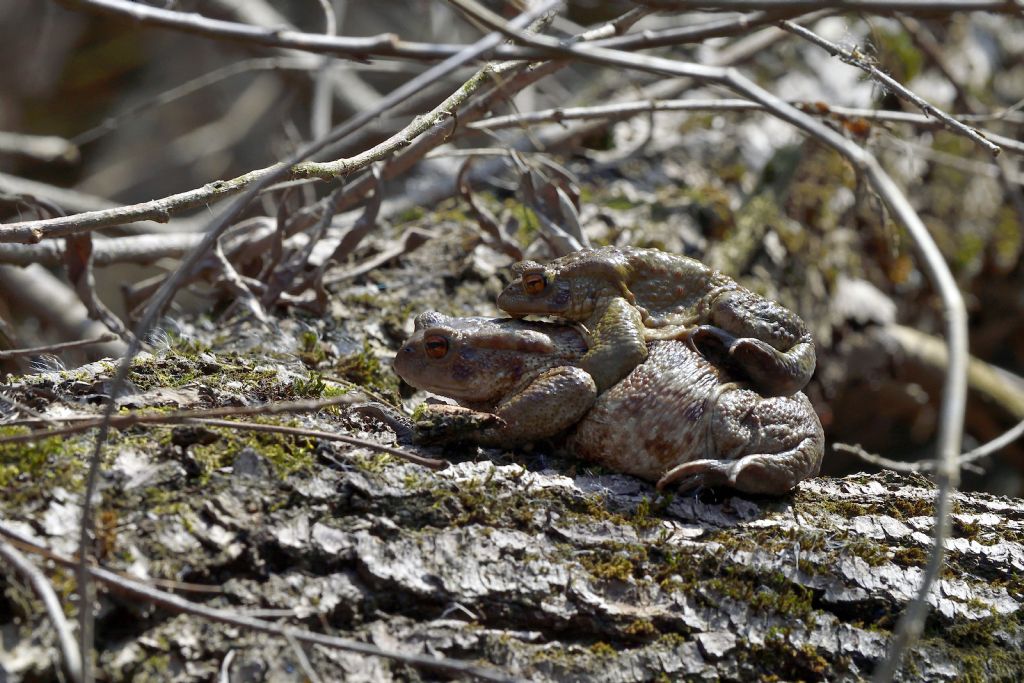 Bufo bufo in accoppiamento