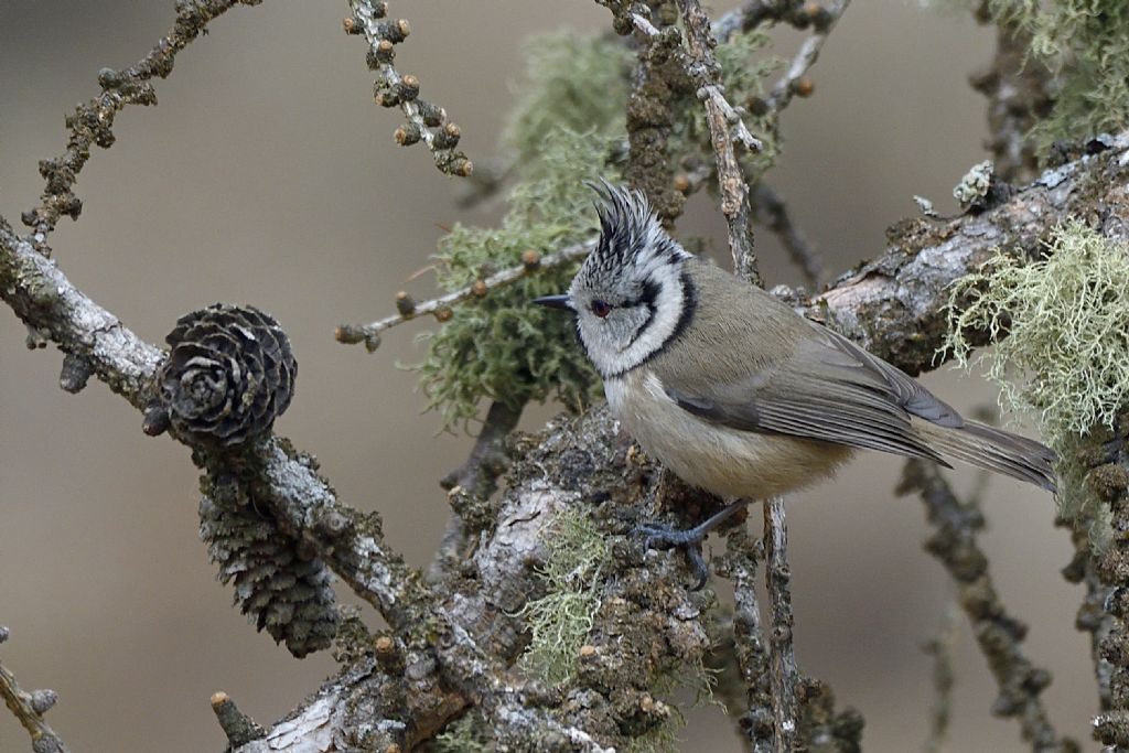 Cincia dal ciuffo, Lophophanes cristatus