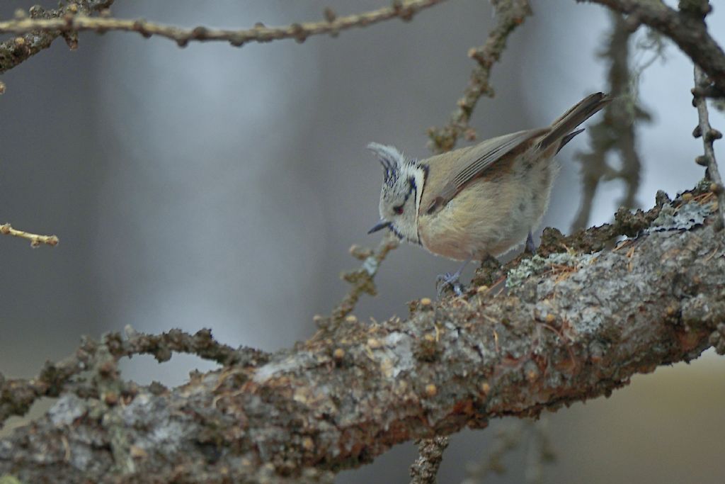 Cincia dal ciuffo, Lophophanes cristatus