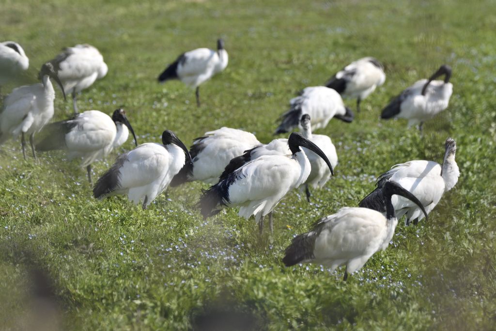 Ibis sacri, Threskiornis aethiopicus