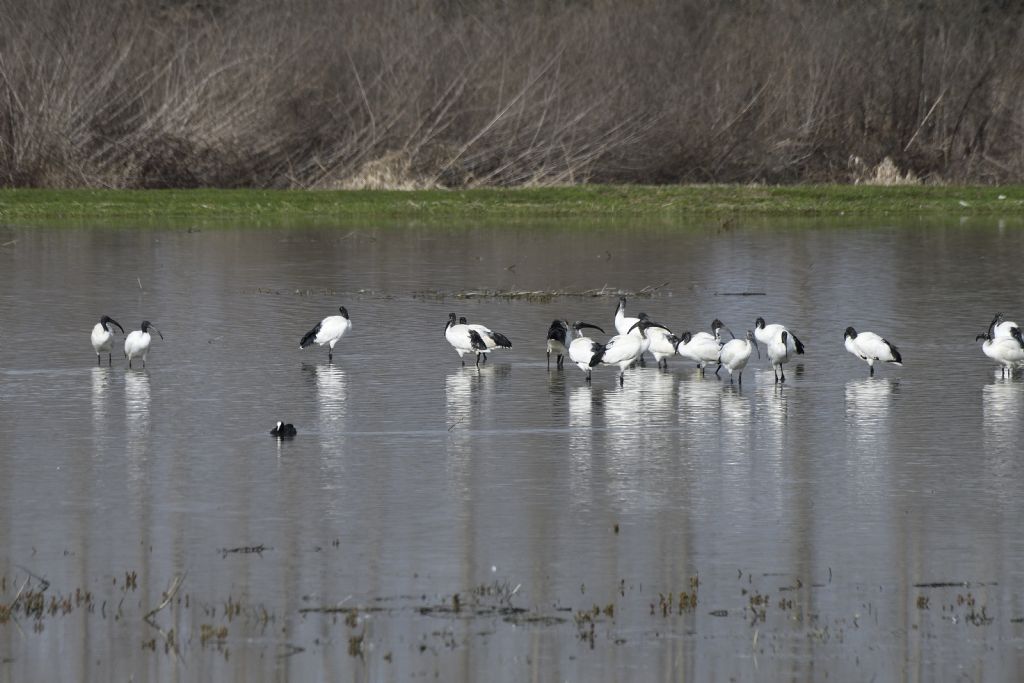 Ibis sacri, Threskiornis aethiopicus