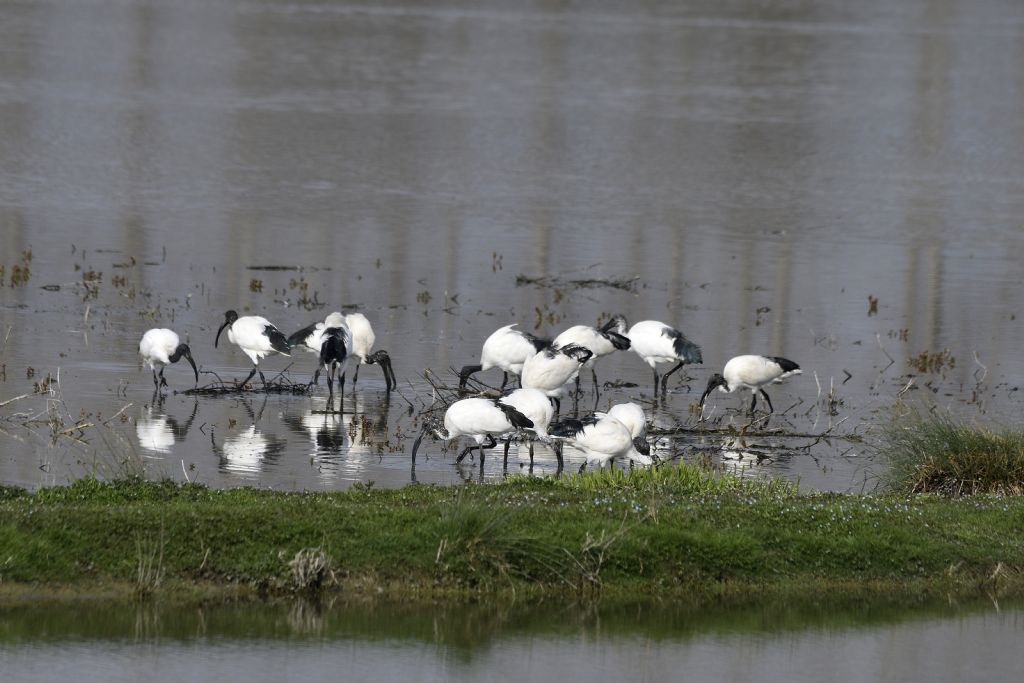 Ibis sacri, Threskiornis aethiopicus