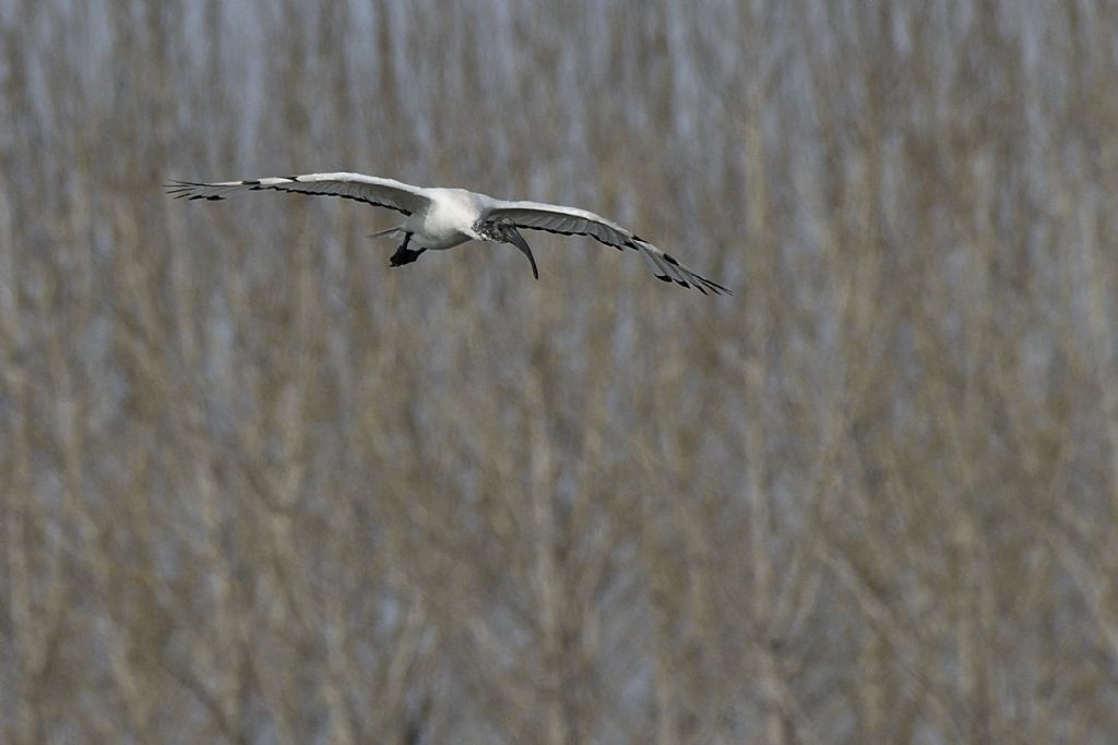 Ibis sacri, Threskiornis aethiopicus