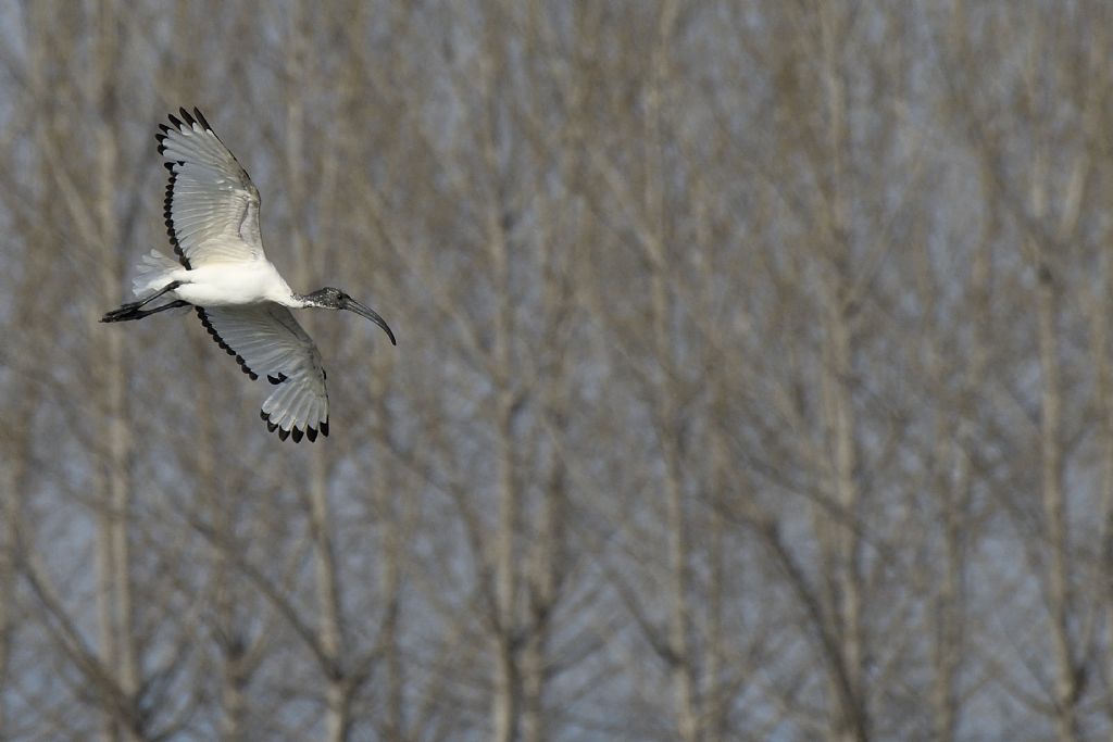 Ibis sacri, Threskiornis aethiopicus