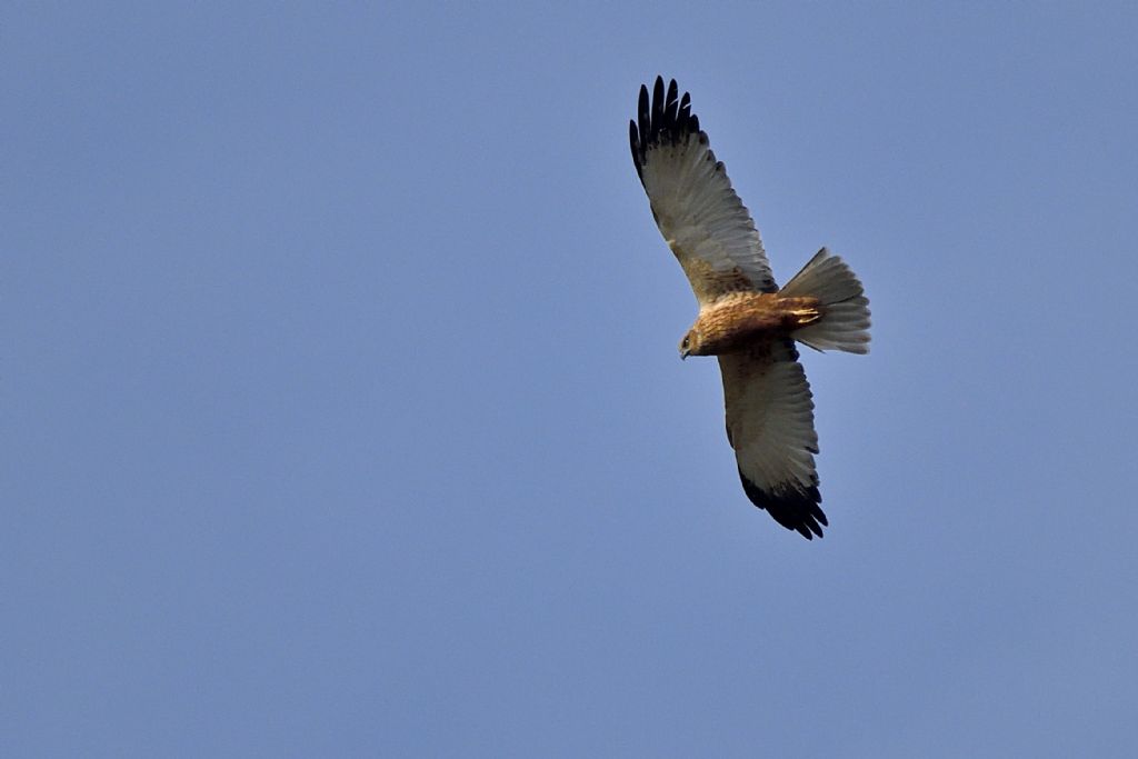 Falco di palude maschio, Circus aeruginosus