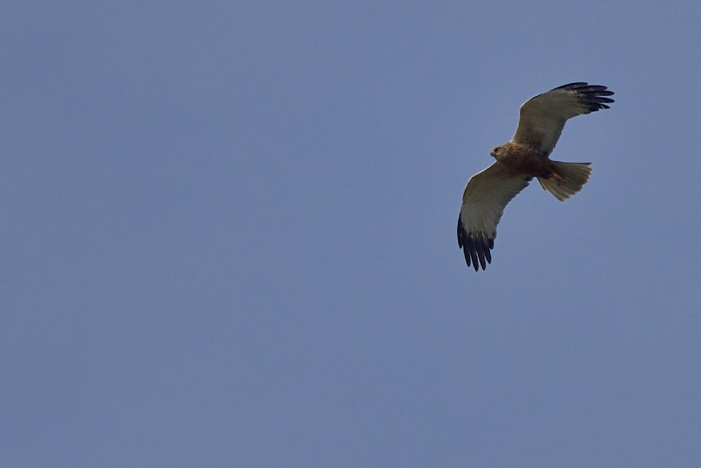 Falco di palude maschio, Circus aeruginosus