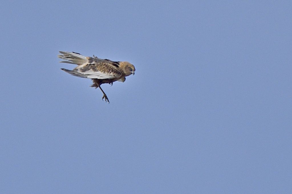 Falco di palude maschio, Circus aeruginosus