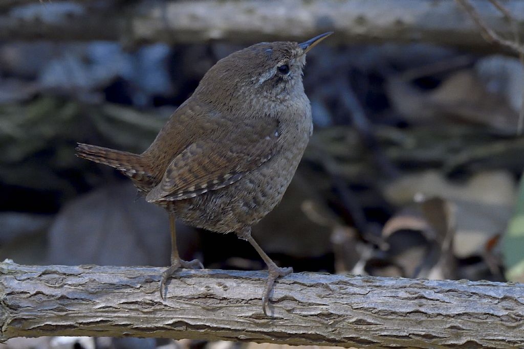 Scricciolo, Troglodytes troglodytes