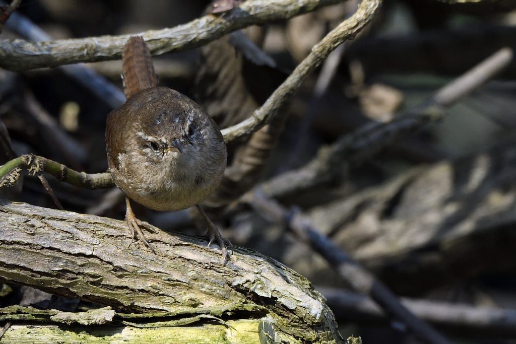 Scricciolo, Troglodytes troglodytes