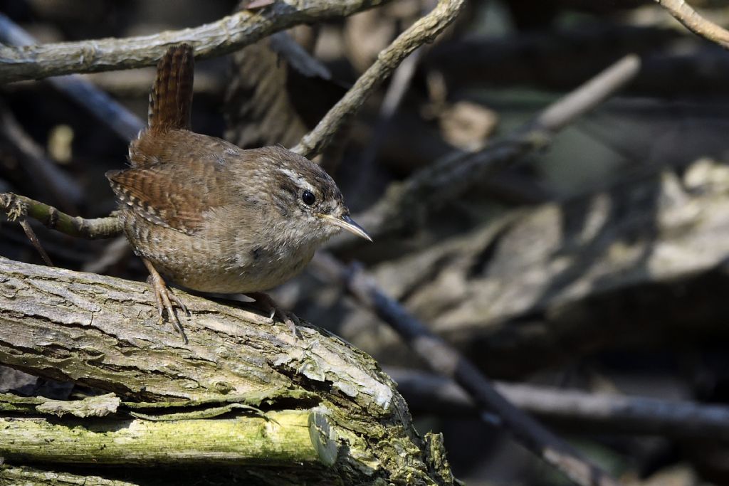 Scricciolo, Troglodytes troglodytes